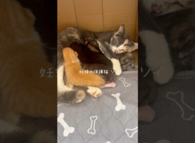 妊婦保護猫のソイ🤎産後１０日目vlog｜子猫たちが大きくなって、ぎゅうぎゅうになったミルクタイム🍼　#保護猫 #妊娠猫 #猫の出産 #子猫 #rescuecat #kitten #cat