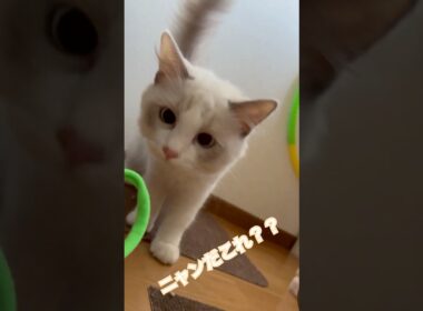 子猫にヘアゴムを見せてみたｗ #ラグドール #ブルーポイントバイカラー  #5ヶ月 #子猫 #短足リオン #ragdoll  #ラグドール子猫 #赤ちゃん #猫のいる暮らし #おすすめ