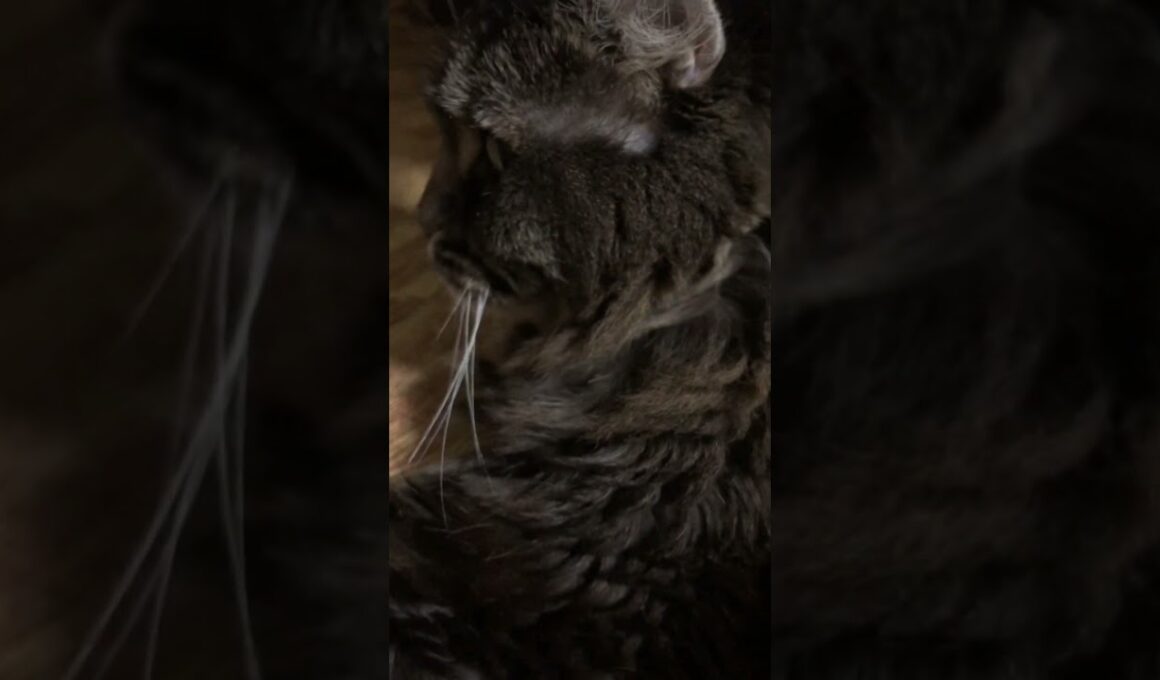 アメリカンカール#猫のいる暮らし #cat #WaitForMe#hallandoates #ホール&オーツ #music