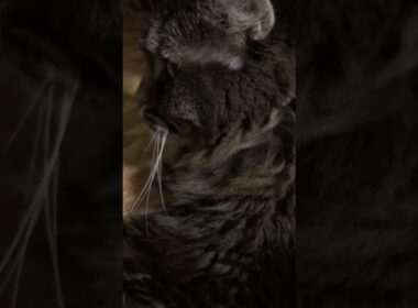 アメリカンカール#猫のいる暮らし #cat #WaitForMe#hallandoates #ホール&オーツ #music