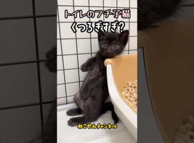 なぜそこに!? トイレの縁でたたずむ子猫💗 | ねこせん
