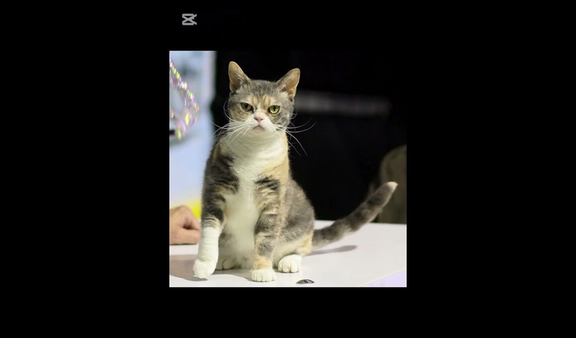 American Wirehair: El encanto del pelaje rizado y resistente 🌀🐾📄