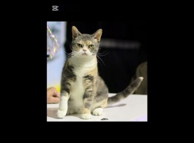 American Wirehair: El encanto del pelaje rizado y resistente 🌀🐾📄
