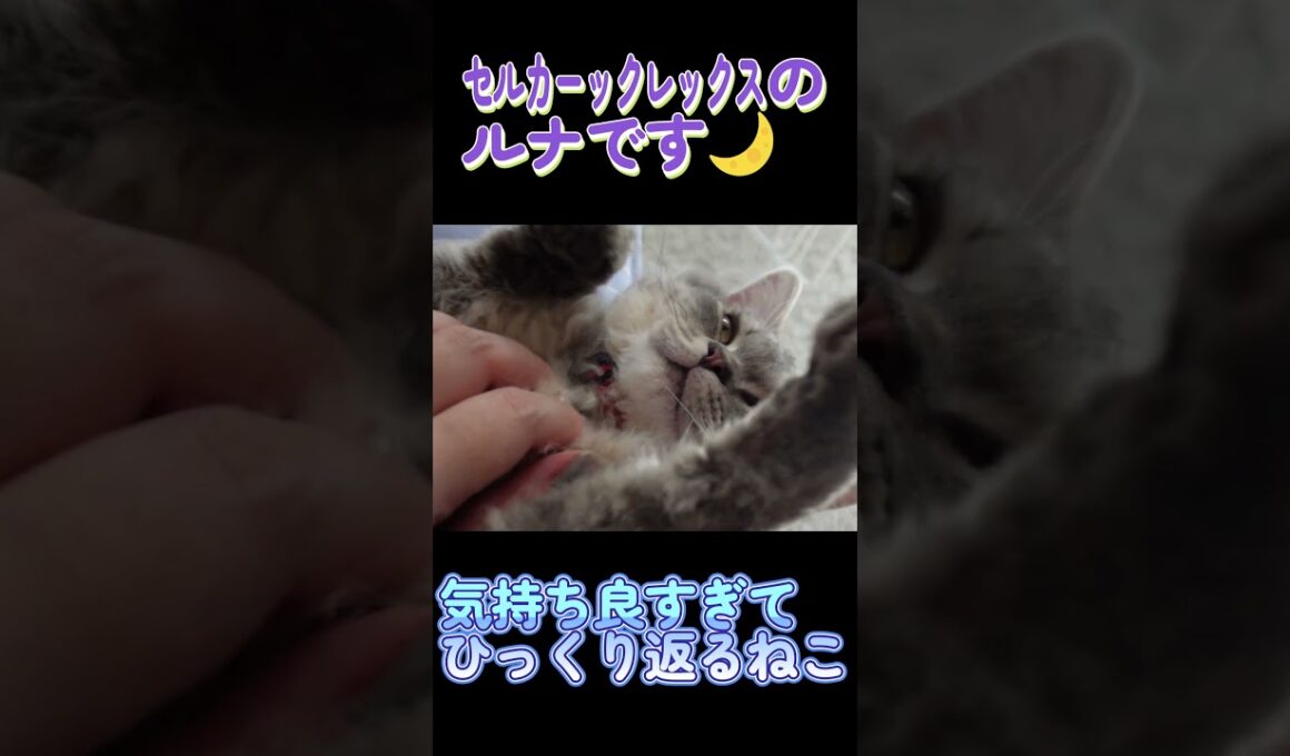 気持ち良すぎてひっくり返るねこ#セルカークレックス #ネコ #子猫 #猫好きさんと繋がりたい #ねこ #cat #猫のいる暮らし
