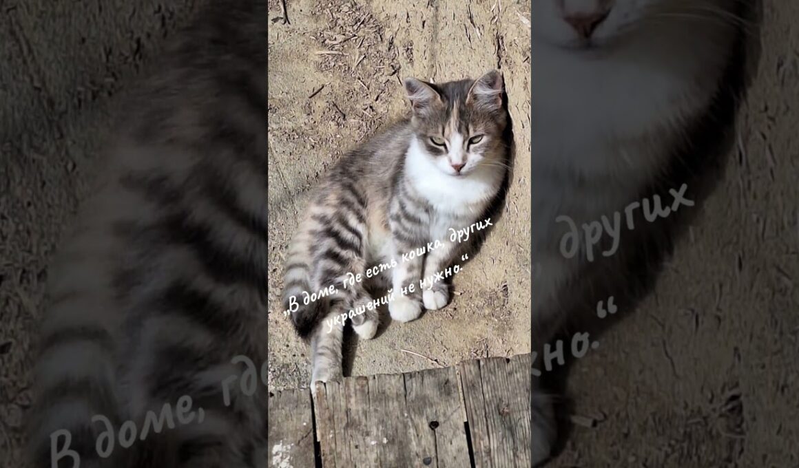 Забавные котята Милые кошечки Крутые коты Кошкин дом #коты #котята #кошечки