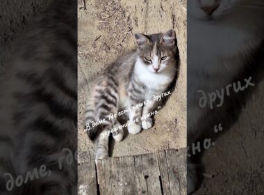 Забавные котята Милые кошечки Крутые коты Кошкин дом #коты #котята #кошечки