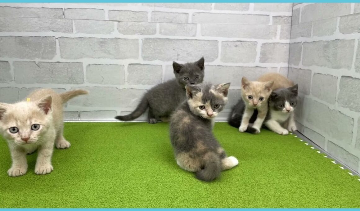 Coo&RIKU　No.00731150 ブリティッシュショートヘアー