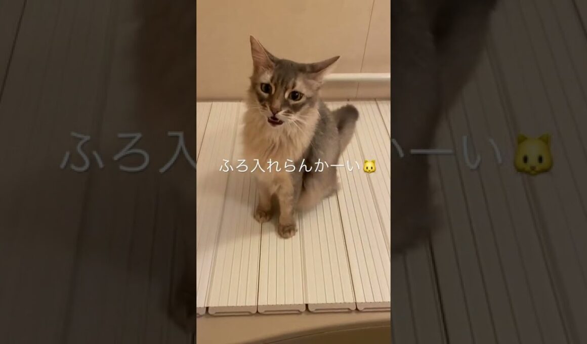 [猫チューブ]お風呂入りたいユースケ様🐱