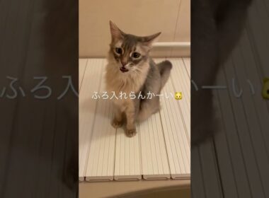 [猫チューブ]お風呂入りたいユースケ様🐱
