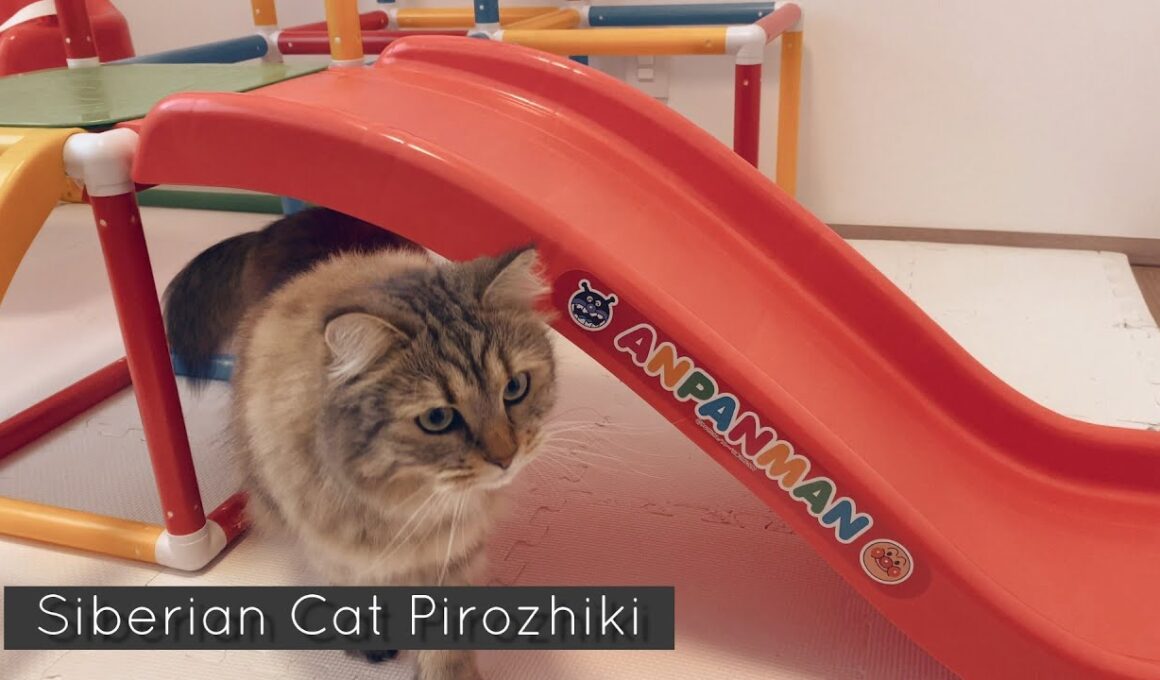 ジャングルジム購入！猫はどんな反応をするのか？【アンパンマン】【サイベリアン】【episode92】