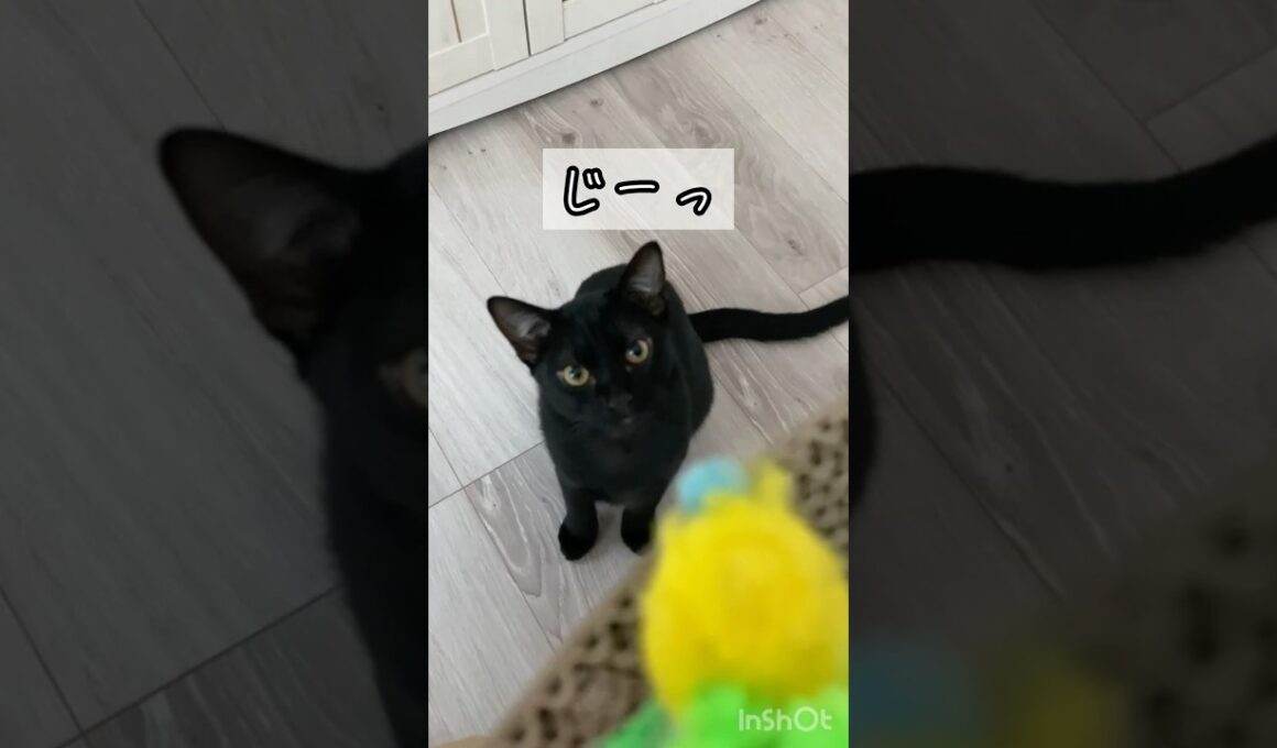 狙う黒猫　#ボンベイ #子猫 #cat #ねこ #ねこのいる生活 #猫のいる暮らし #猫 #ネコ #かわいい #おもちゃ #癒やし #セリア #猫壱