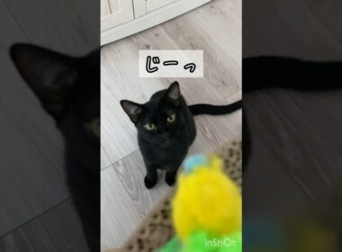 狙う黒猫　#ボンベイ #子猫 #cat #ねこ #ねこのいる生活 #猫のいる暮らし #猫 #ネコ #かわいい #おもちゃ #癒やし #セリア #猫壱