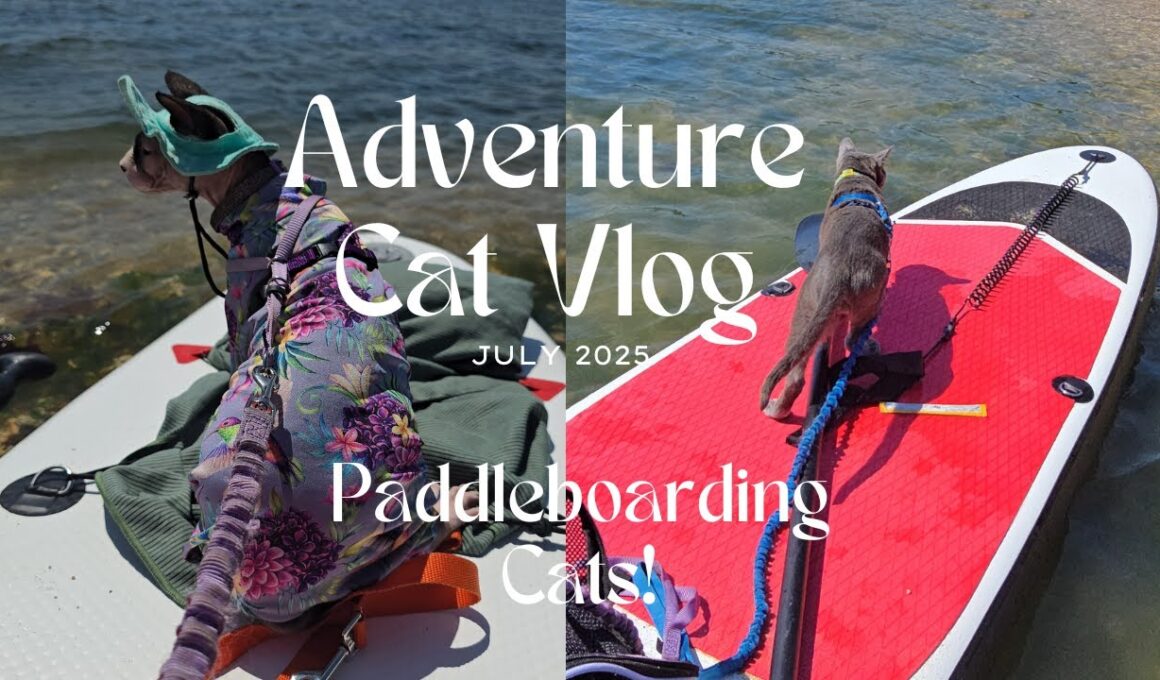 I took my cats paddleboarding! Cat on the water - July 2025 Adventure Cat Vlog