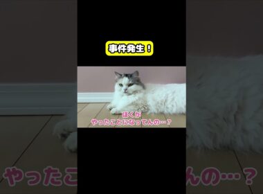 事件が発生しました… #猫 #おもしろ #アテレコ #ニャンチューバーつくし
