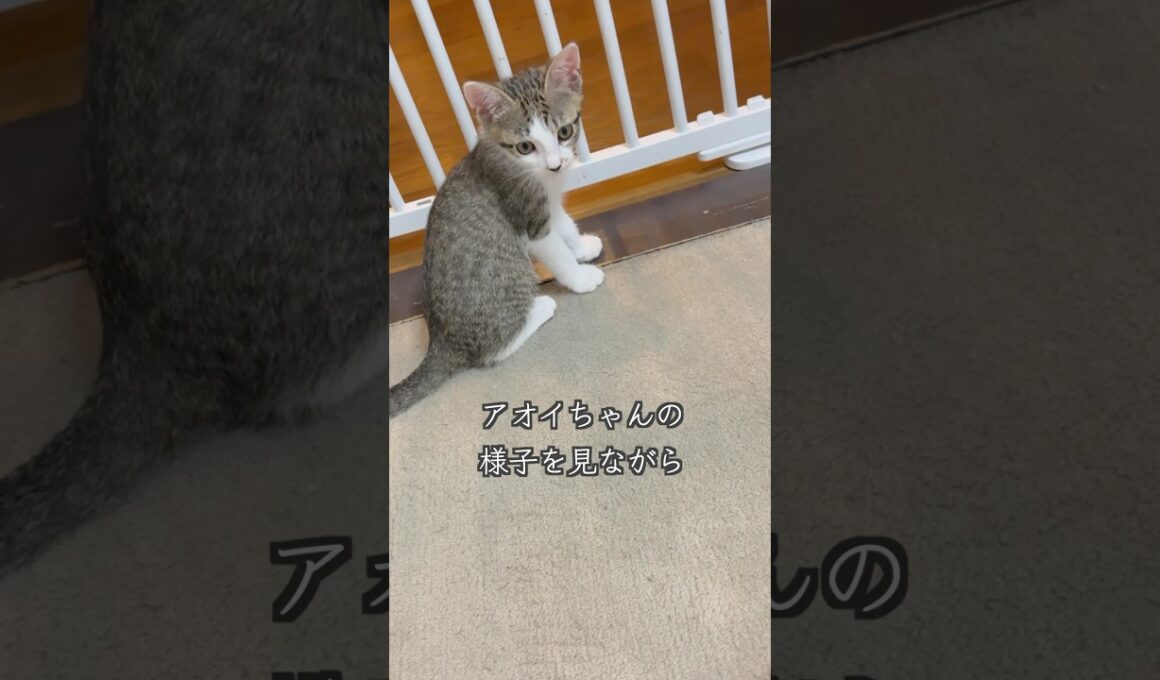 母猫の本能が突然暴走し、心臓病の子猫を拒否!?🐱 #shorts  #子猫動画 #保護子猫