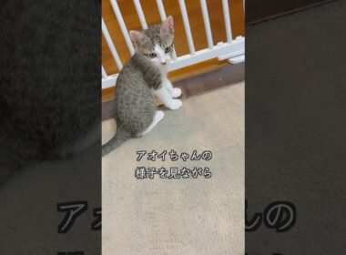 母猫の本能が突然暴走し、心臓病の子猫を拒否!?🐱 #shorts  #子猫動画 #保護子猫