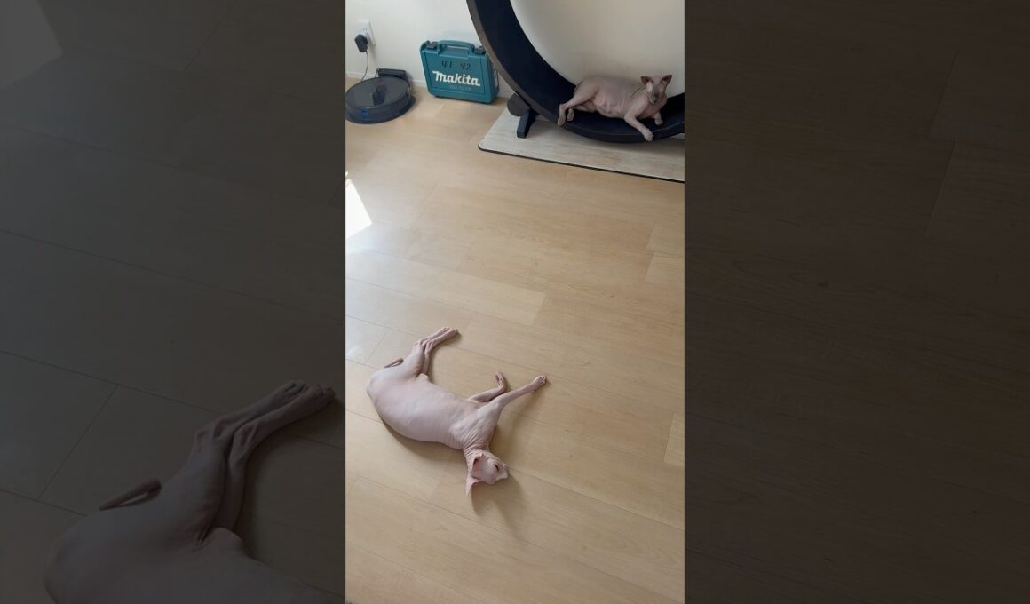 お気に入りの部屋でお昼寝する毛のない猫たち【スフィンクス】