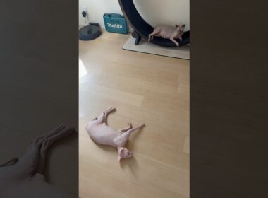 お気に入りの部屋でお昼寝する毛のない猫たち【スフィンクス】