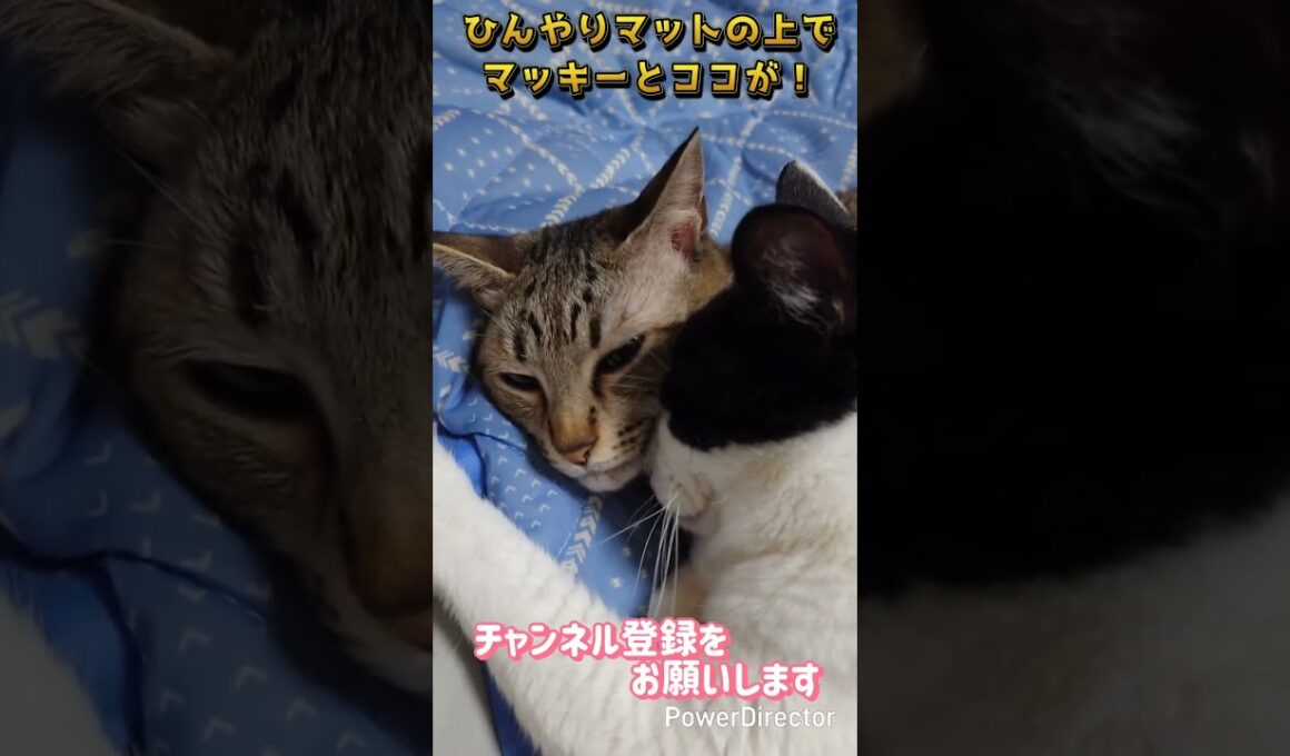 【愛猫】マッキーとココが顔をくっつけて❗😅😸💕#猫#猫動画#猫のいる暮らし #cat#cats