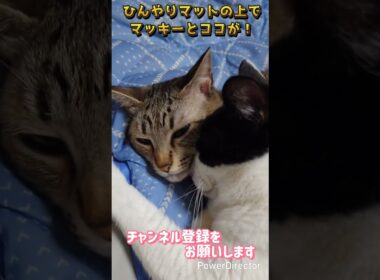 【愛猫】マッキーとココが顔をくっつけて❗😅😸💕#猫#猫動画#猫のいる暮らし #cat#cats