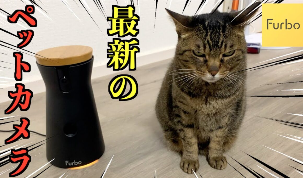 最新のペットカメラを凶暴猫に使ってみた結果...