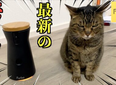 最新のペットカメラを凶暴猫に使ってみた結果...