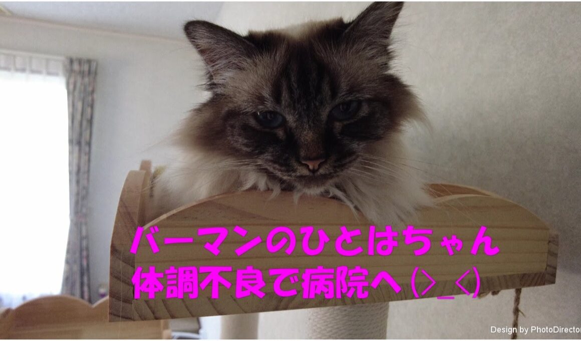 バーマンのひとはちゃん　体調不良で病院へ