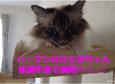 バーマンのひとはちゃん　体調不良で病院へ