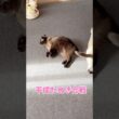 シャムミックスってタヌキと間違うよね⁉️【猫アフレコ】
