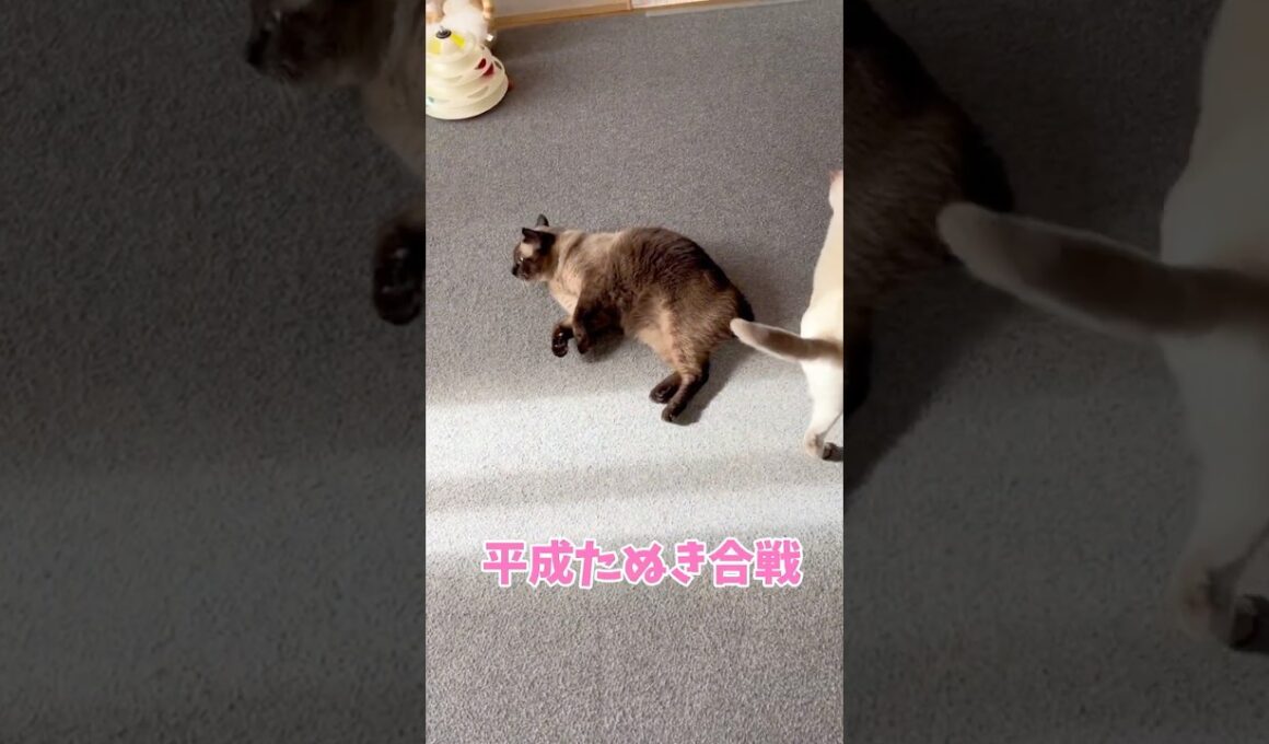 シャムミックスってタヌキと間違うよね⁉️【猫アフレコ】