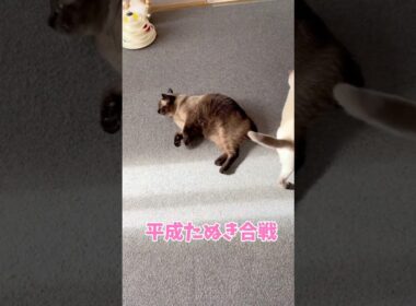 シャムミックスってタヌキと間違うよね⁉️【猫アフレコ】