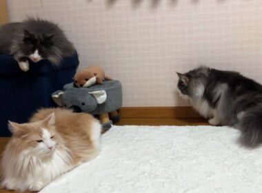 【密着‼︎】のんびりおやすみタイムのもふ猫たちを観察してみたwwノルウェージャンフォレストキャットとターキッシュアンゴラ