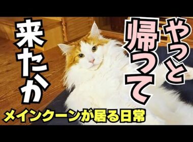 パパが好き過ぎて？愛情表現を間違えるメインクーン