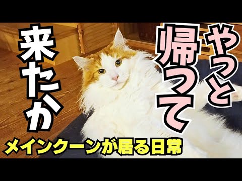 パパが好き過ぎて？愛情表現を間違えるメインクーン