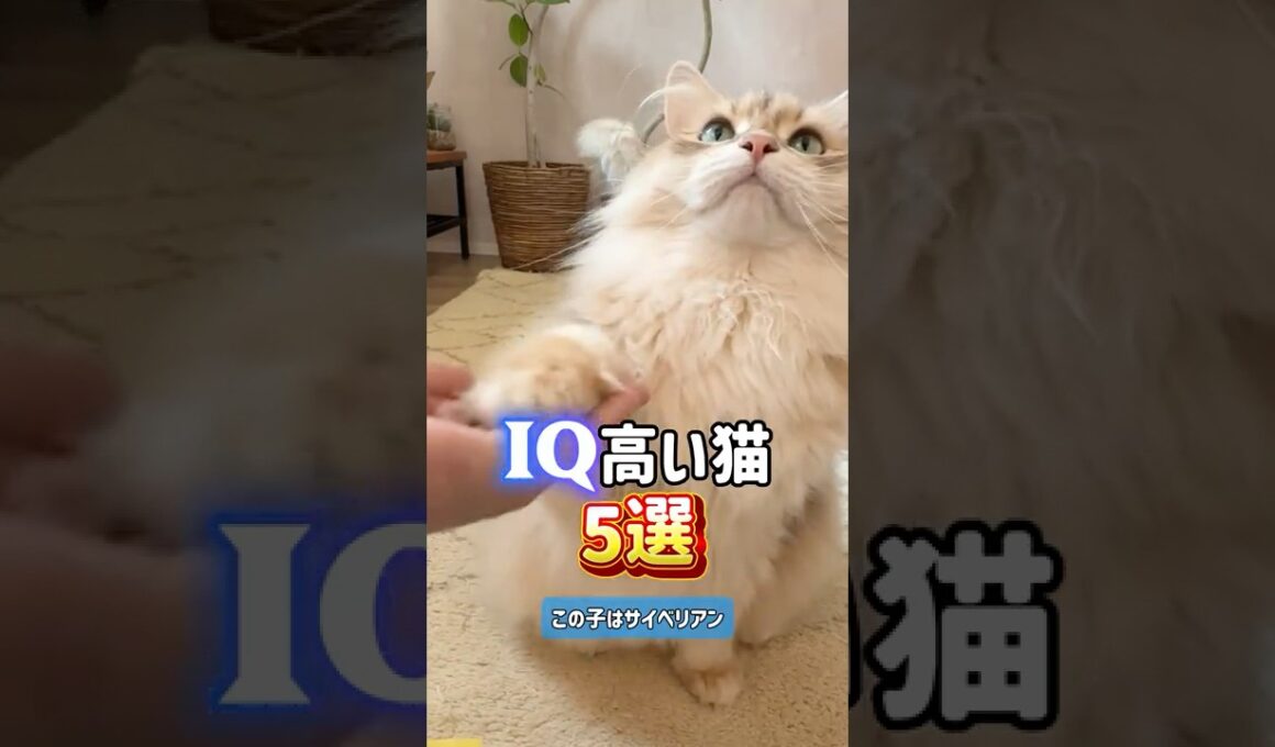 かしこい猫5選😼🎓アビシニアン•アメリカンショートヘア•シャム•ソマリ•サイベリアン