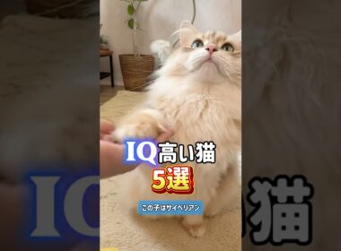 かしこい猫5選😼🎓アビシニアン•アメリカンショートヘア•シャム•ソマリ•サイベリアン