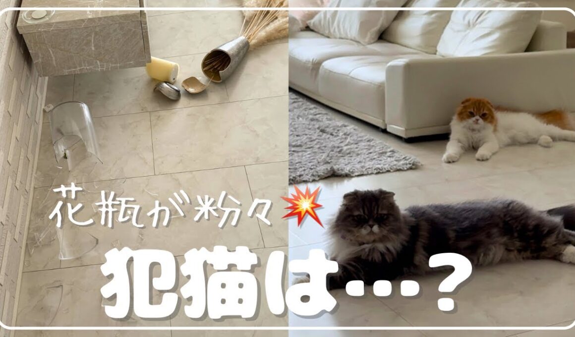 爆音事件発生！！花瓶2つが粉々に、、、涼しい顔の犯ニャンは、、、！？😹💥