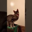 ライトの光が気になるシンガプーラ猫#RADWIMPS