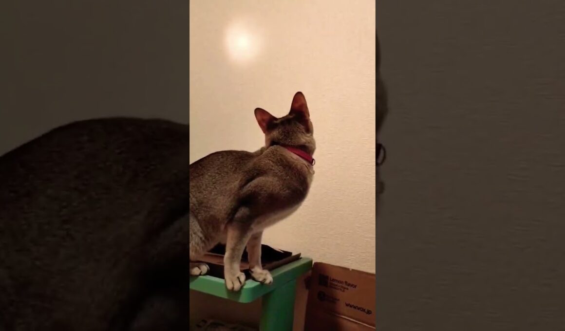 ライトの光が気になるシンガプーラ猫#RADWIMPS