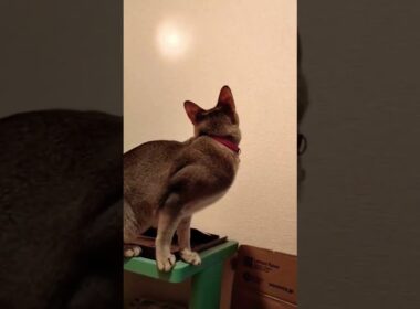ライトの光が気になるシンガプーラ猫#RADWIMPS