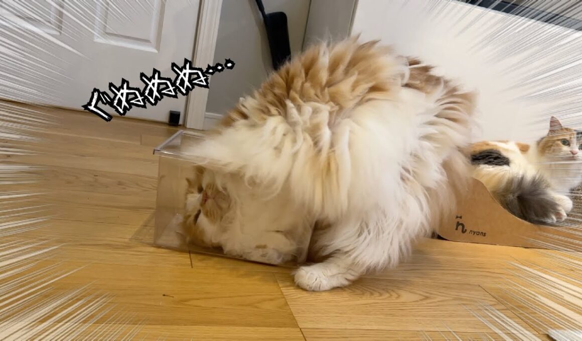 もうすぐ5歳にもなるのにまだ自分の大きさをわかってない猫がおもしろすぎたw