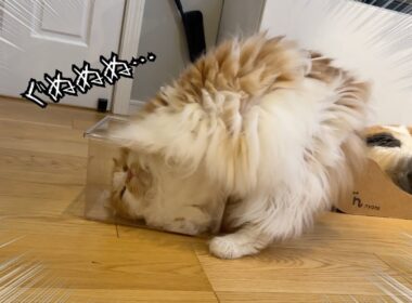 もうすぐ5歳にもなるのにまだ自分の大きさをわかってない猫がおもしろすぎたw