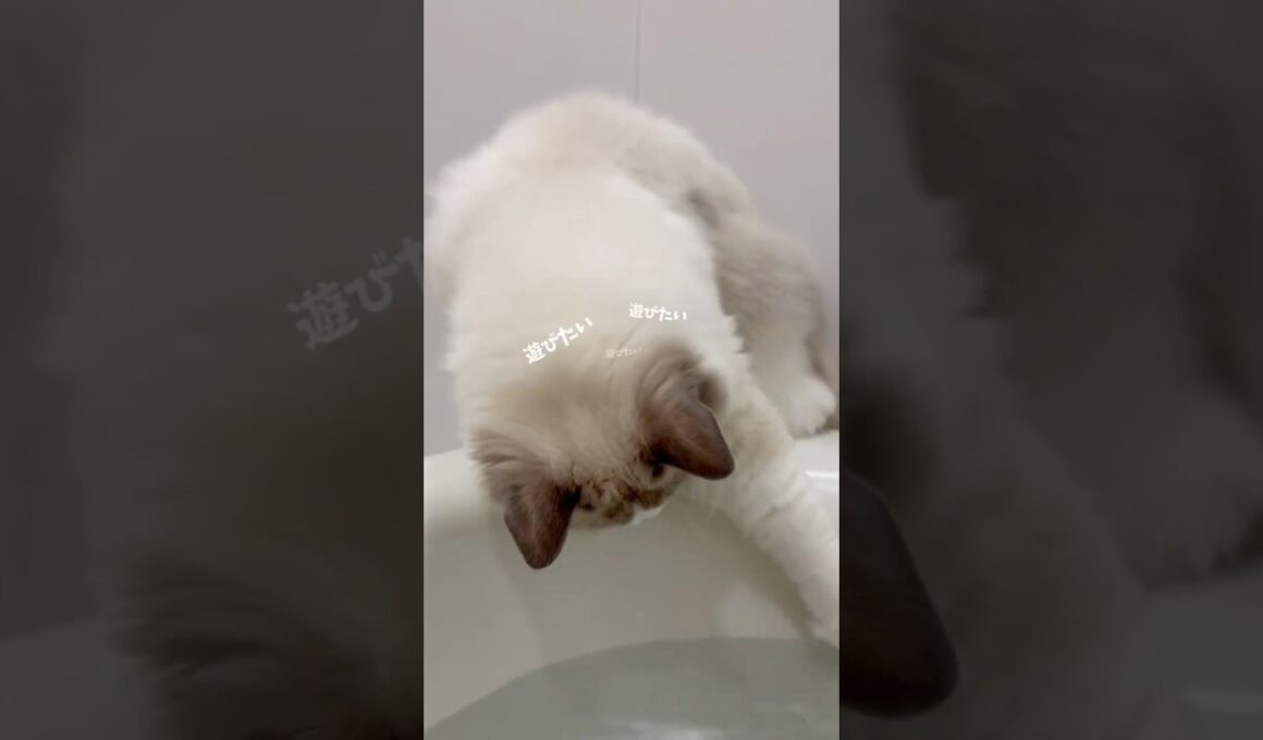風呂場に侵入✨ラグドールの冒険だニャ🐈　#ラグドール #ragdollcat #子猫 #kitten