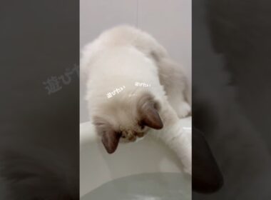 風呂場に侵入✨ラグドールの冒険だニャ🐈　#ラグドール #ragdollcat #子猫 #kitten