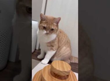 もふもふタイム🐾ちょっと撫でたらスッと逃げるマンチカン　Fluffy Munchkin Cat 🐾 Petting Turns into a Quick Escape