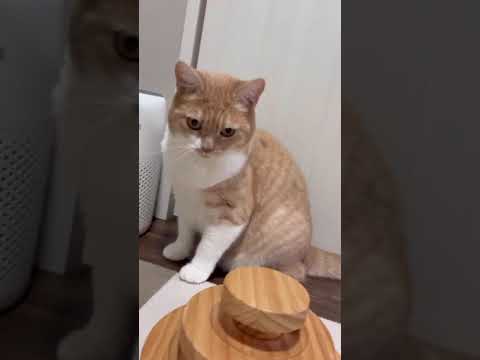 もふもふタイム🐾ちょっと撫でたらスッと逃げるマンチカン　Fluffy Munchkin Cat 🐾 Petting Turns into a Quick Escape