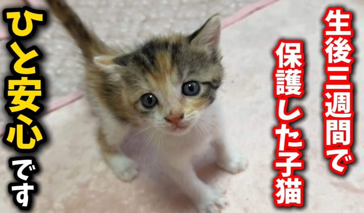 200グラムで保護した子猫が一週間で驚きの成長を遂げました