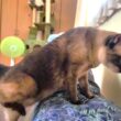お腹に乗ってと声掛けると直ぐに乗って来て鼾をかいて爆睡するシャム猫👃