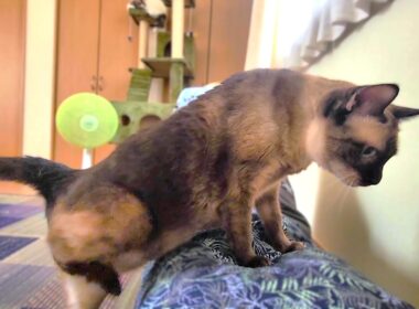 お腹に乗ってと声掛けると直ぐに乗って来て鼾をかいて爆睡するシャム猫👃