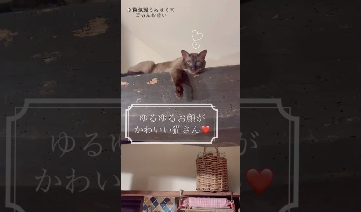 ゆるゆるお顔でくつろぐ猫さんがかわいすぎる♡ #猫のいる暮らし #cat #short